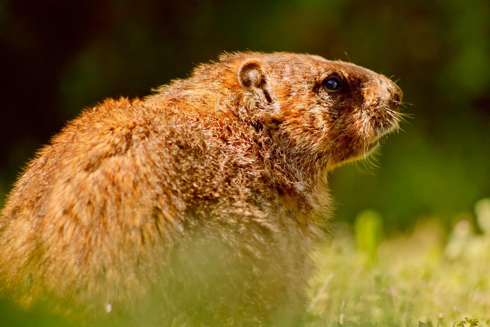 wildlife, Rodent, Groundhog Wallpaper