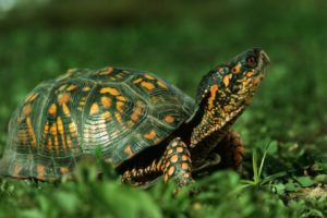 tortoise, Nature, Animals, Turtle