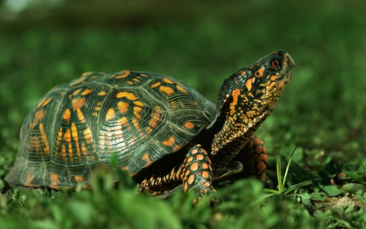 tortoise, Nature, Animals, Turtle HD Wallpaper Desktop Background