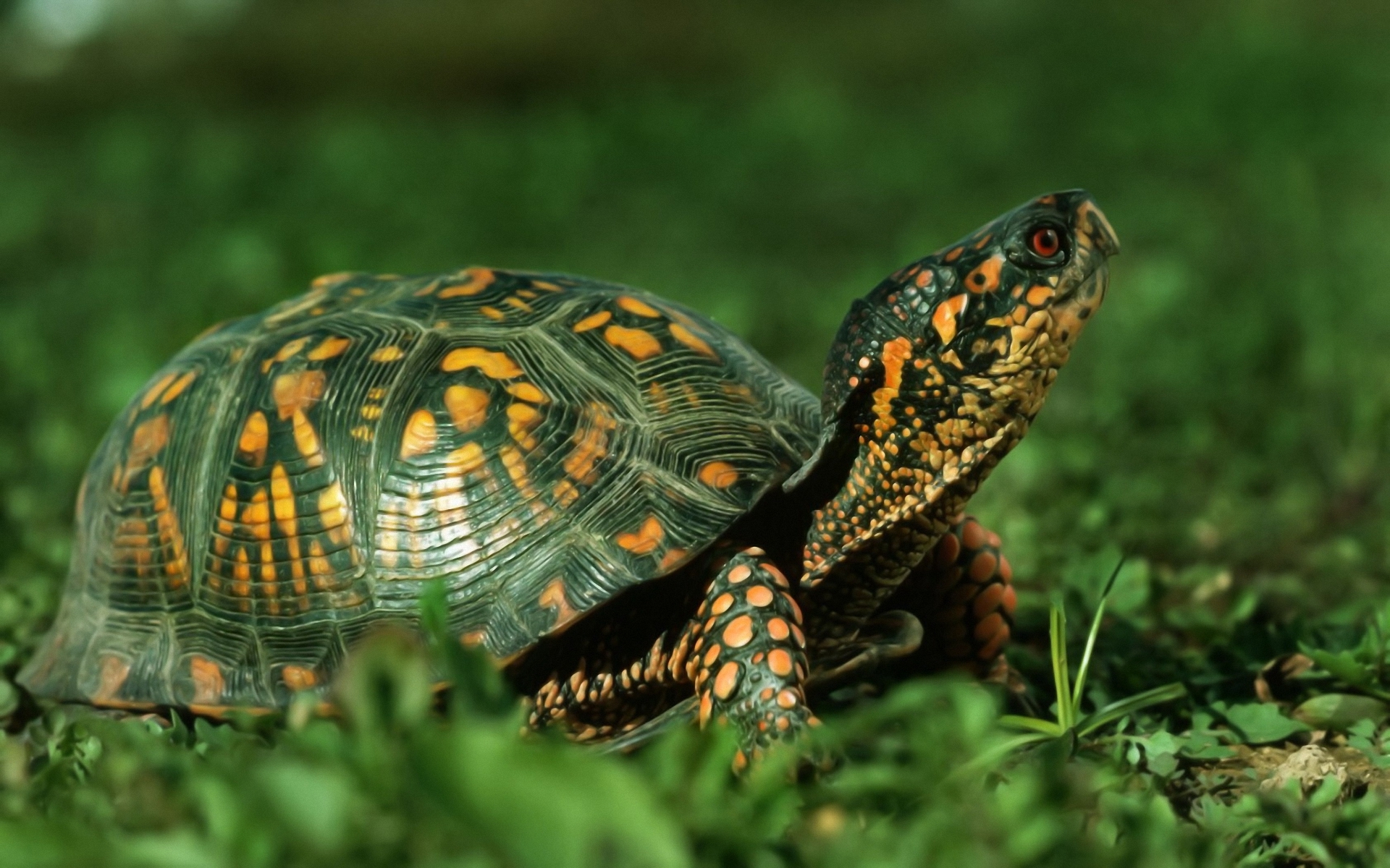 tortoise, Nature, Animals, Turtle Wallpaper