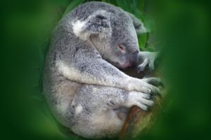 koala, Sleeping