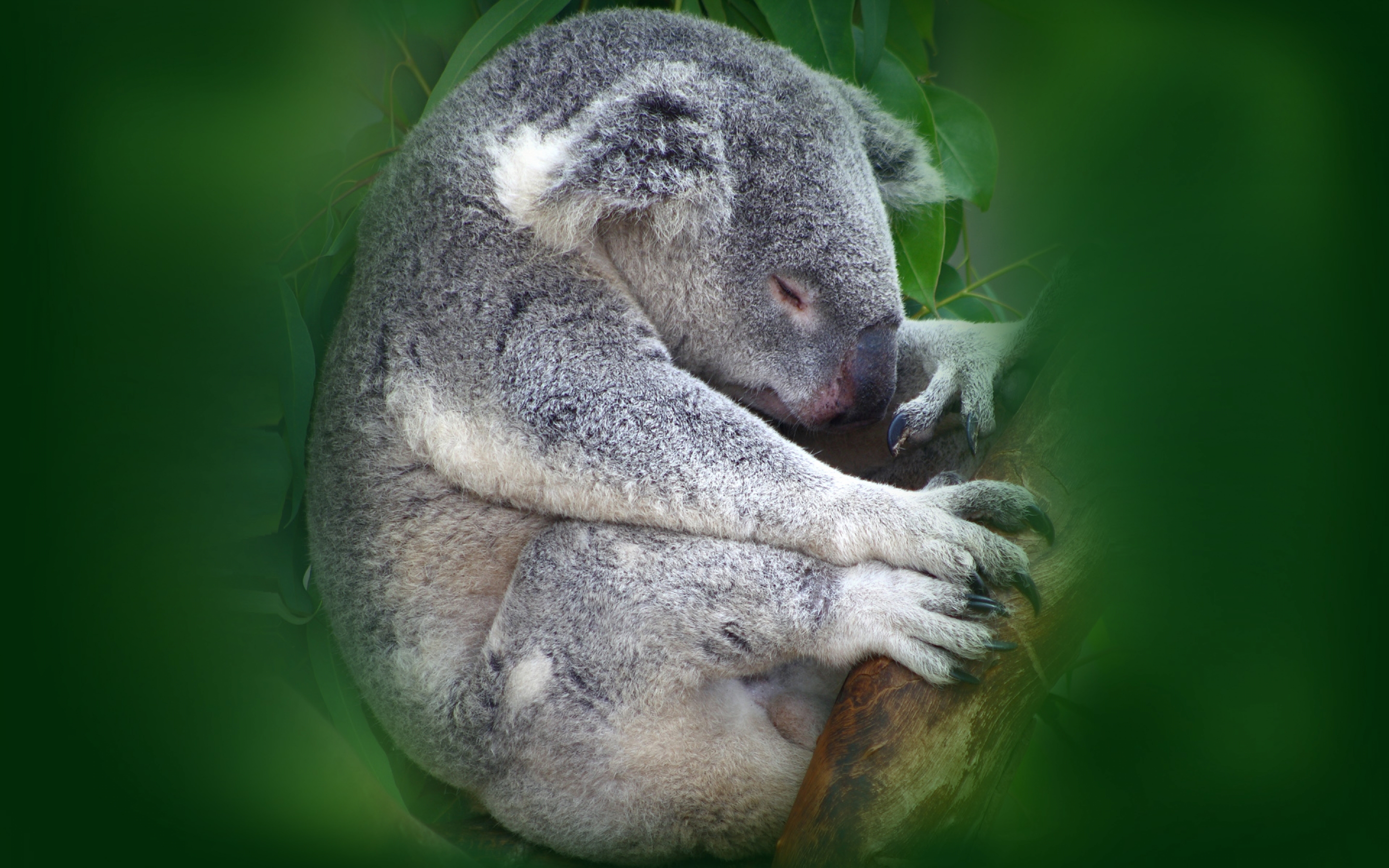 koala, Sleeping Wallpaper