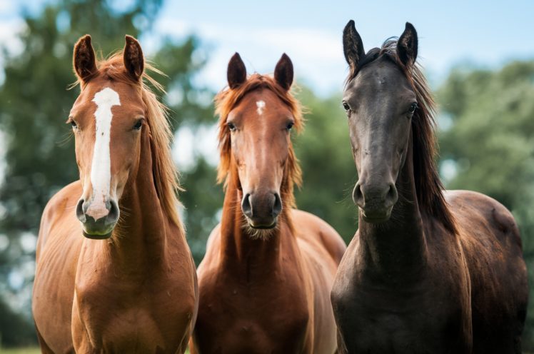 horses, Horse HD Wallpaper Desktop Background