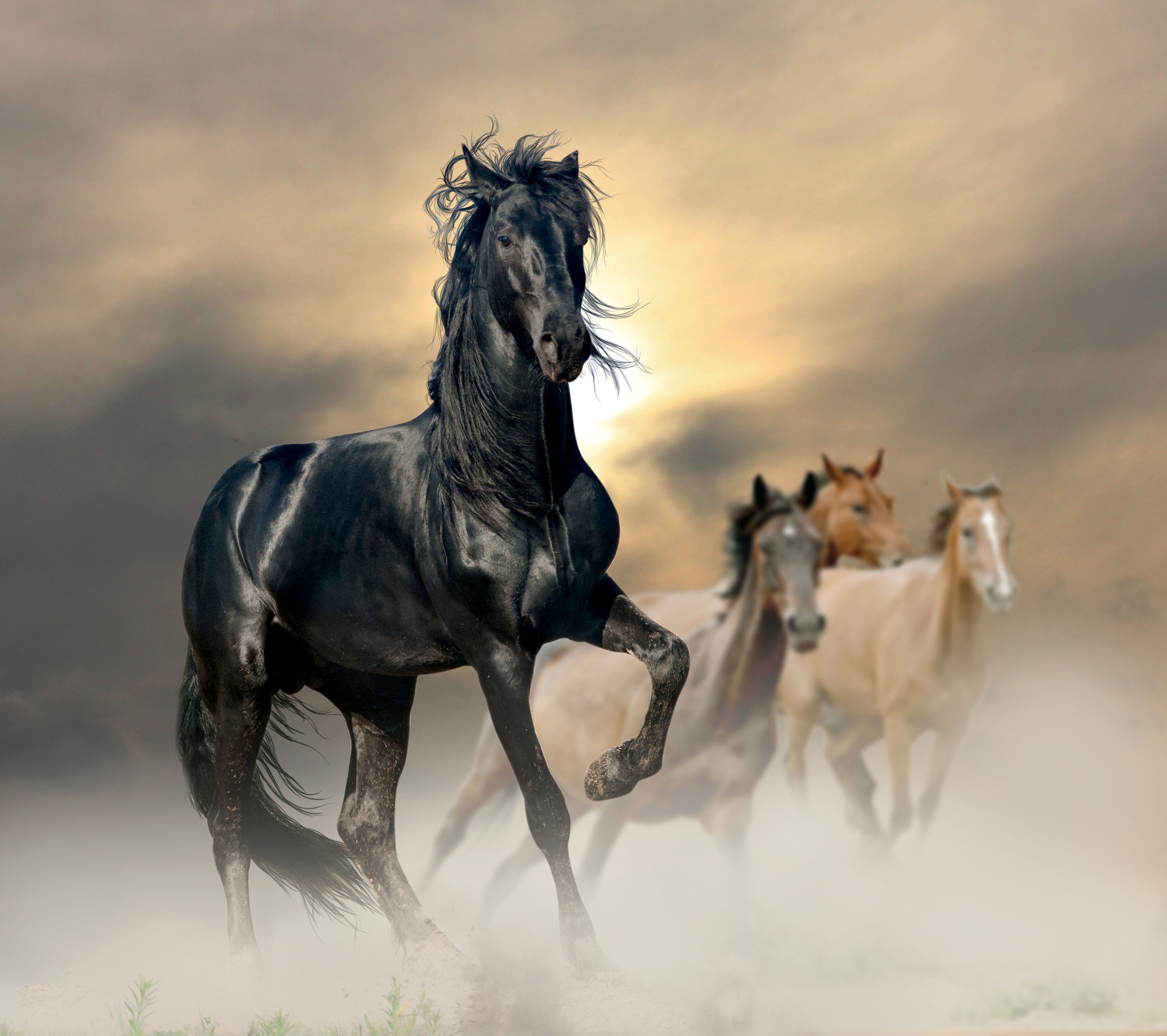 horses, Horse Wallpaper