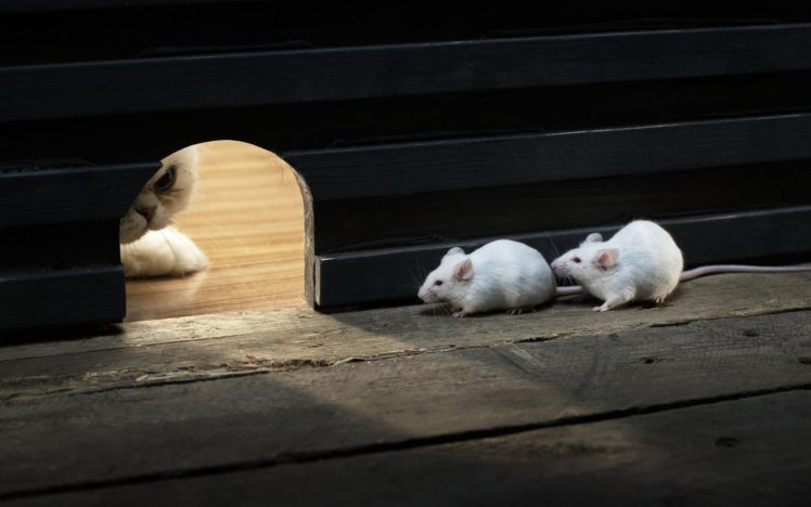 mice, And, Cat HD Wallpaper Desktop Background