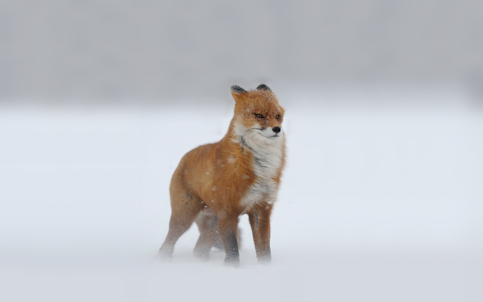 foxes, Snow, Winter, Fox, Storm Wallpaper