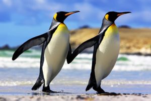 emperor, Penguins, Couple