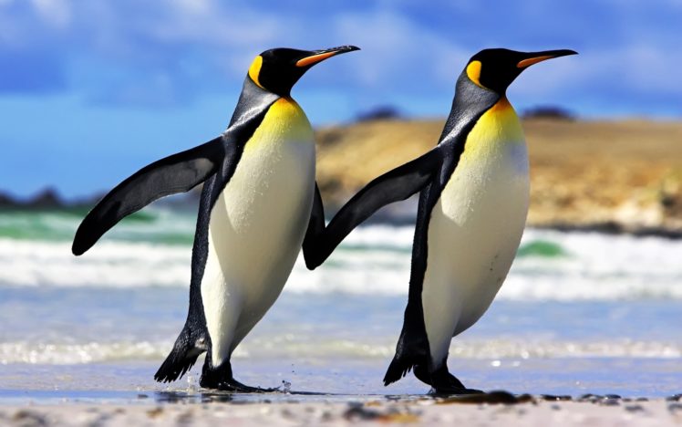 emperor, Penguins, Couple HD Wallpaper Desktop Background