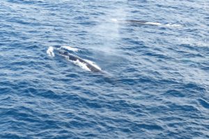 whales, Humbleback, Ocea