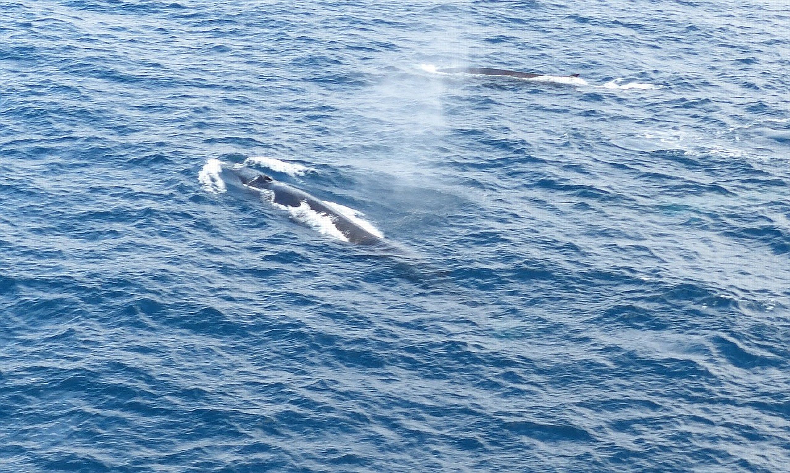 whales, Humbleback, Ocea Wallpaper