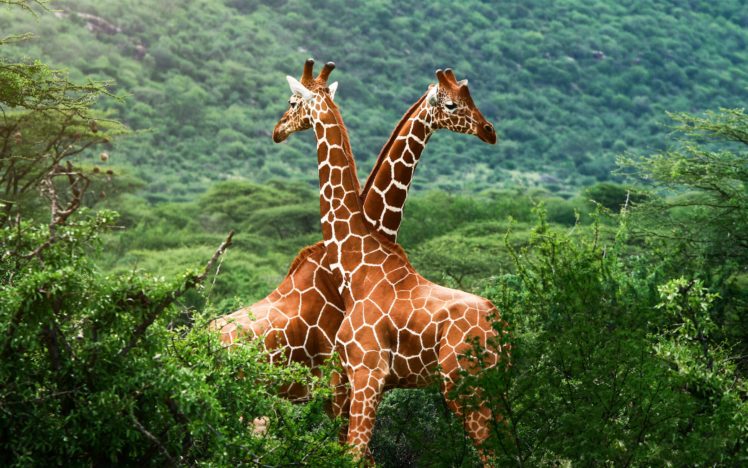 giraffe, Friends HD Wallpaper Desktop Background