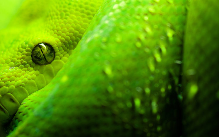 great, Snake, Eyes HD Wallpaper Desktop Background