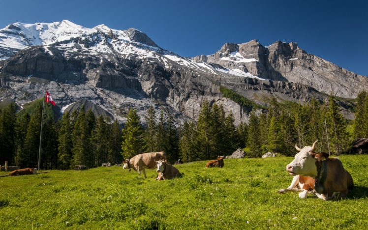 switzerland, Mountains, Cows, Prairie HD Wallpaper Desktop Background
