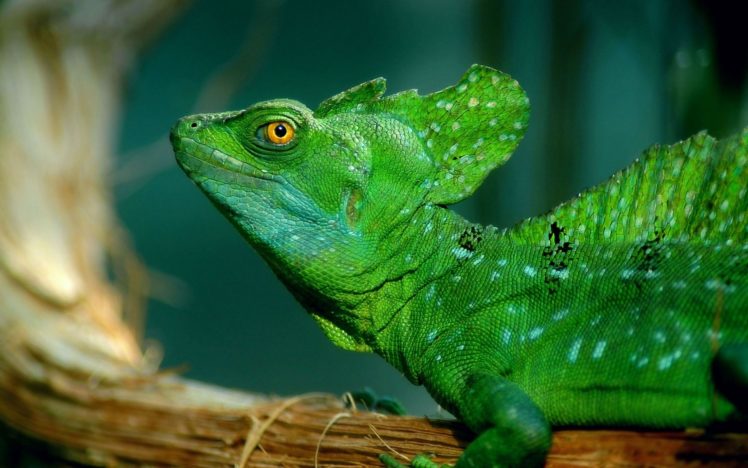 animals, Lizard HD Wallpaper Desktop Background