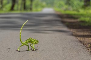 road, A, Chameleon, Lizard, Funny, Humor