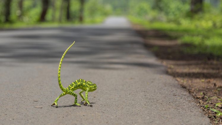 road, A, Chameleon, Lizard, Funny, Humor HD Wallpaper Desktop Background