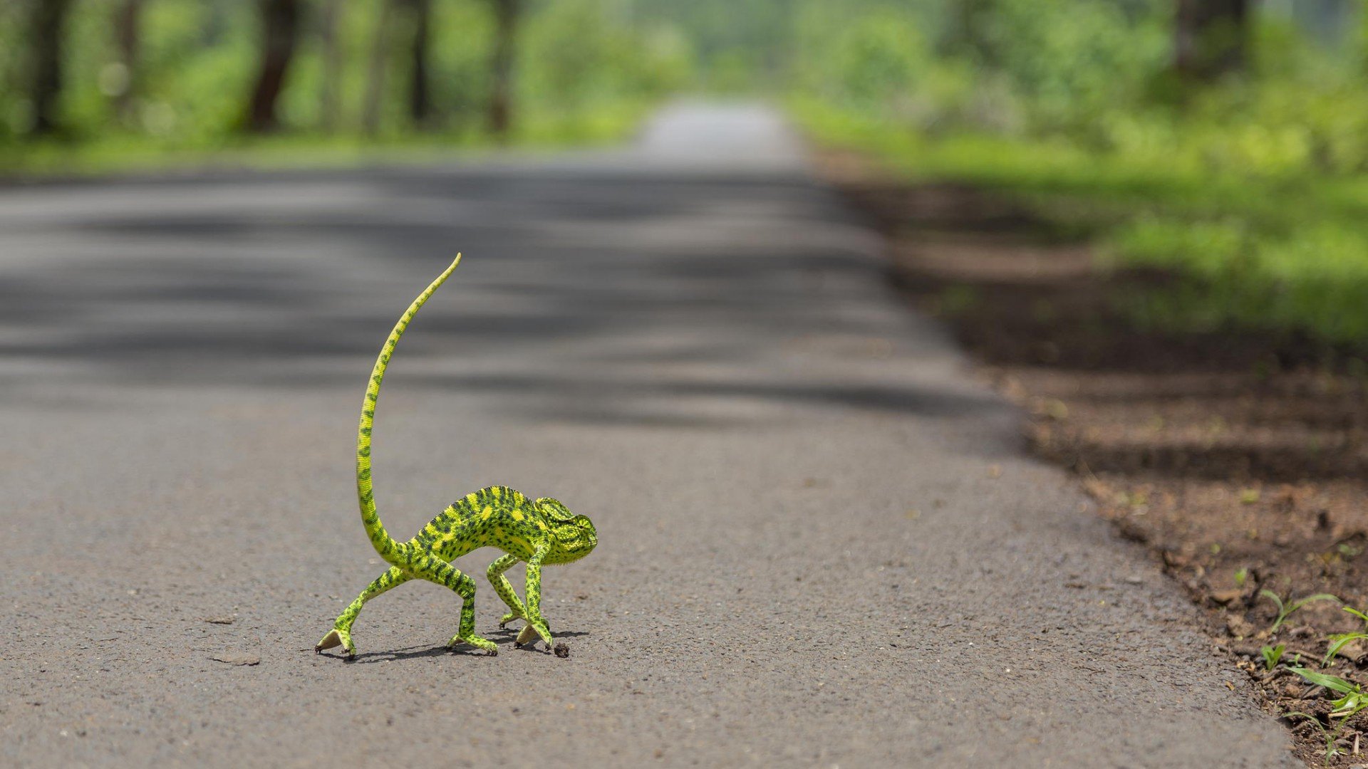 road, A, Chameleon, Lizard, Funny, Humor Wallpapers HD / Desktop and Mobile  Backgrounds
