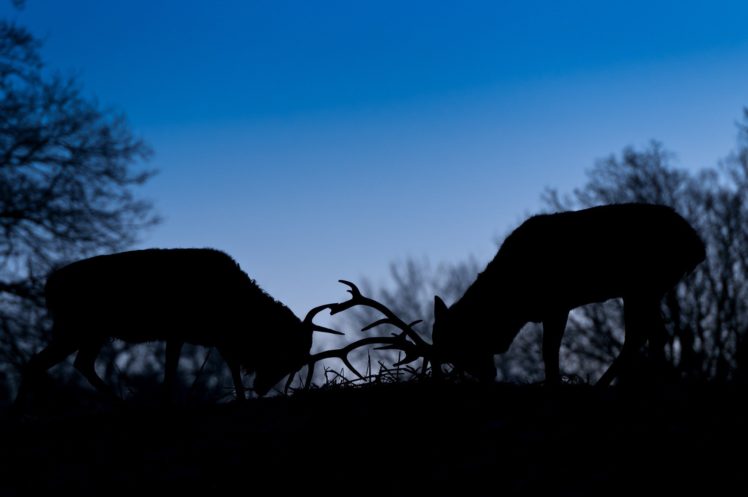 deer, Couple, Fight, Fighting, Horns, Silhouette, Dusk, Evening, Autumn HD Wallpaper Desktop Background