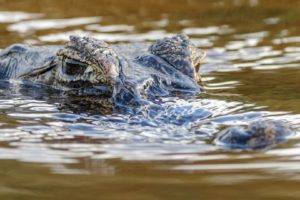predator, Pond, Crocodile