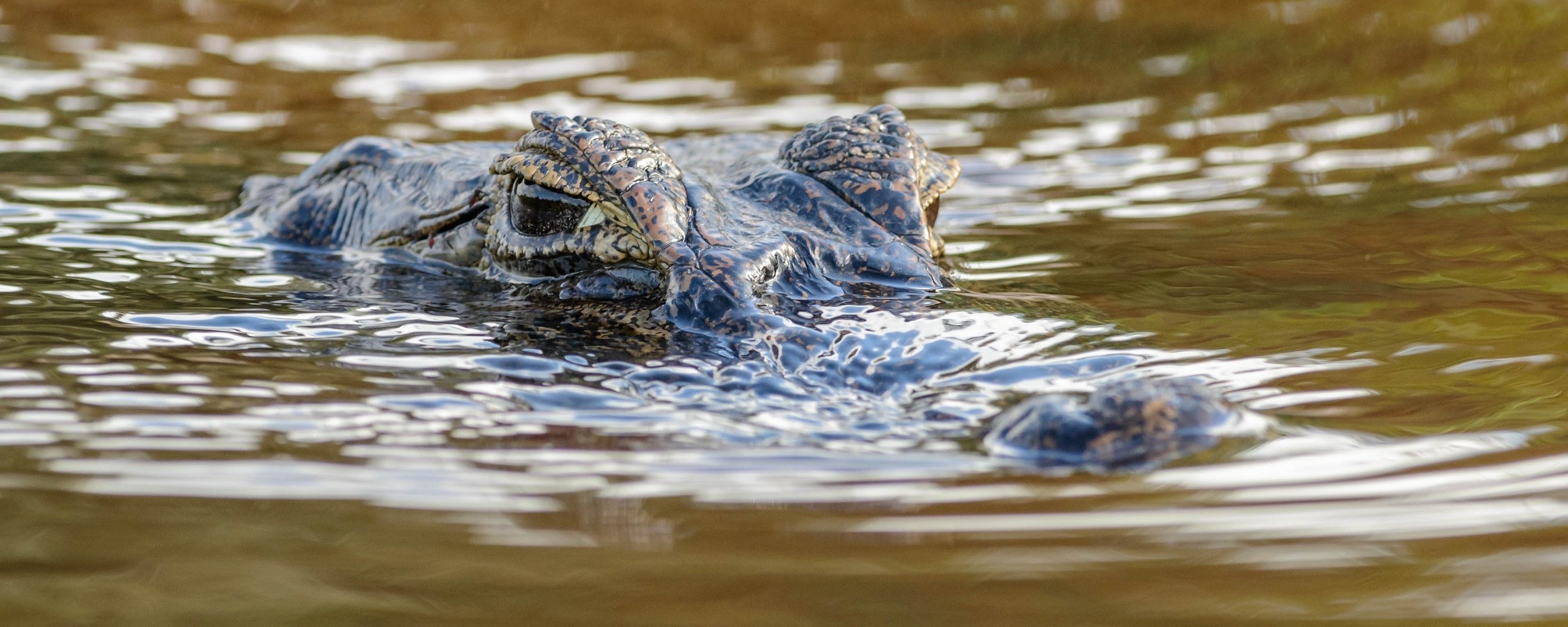predator, Pond, Crocodile Wallpaper