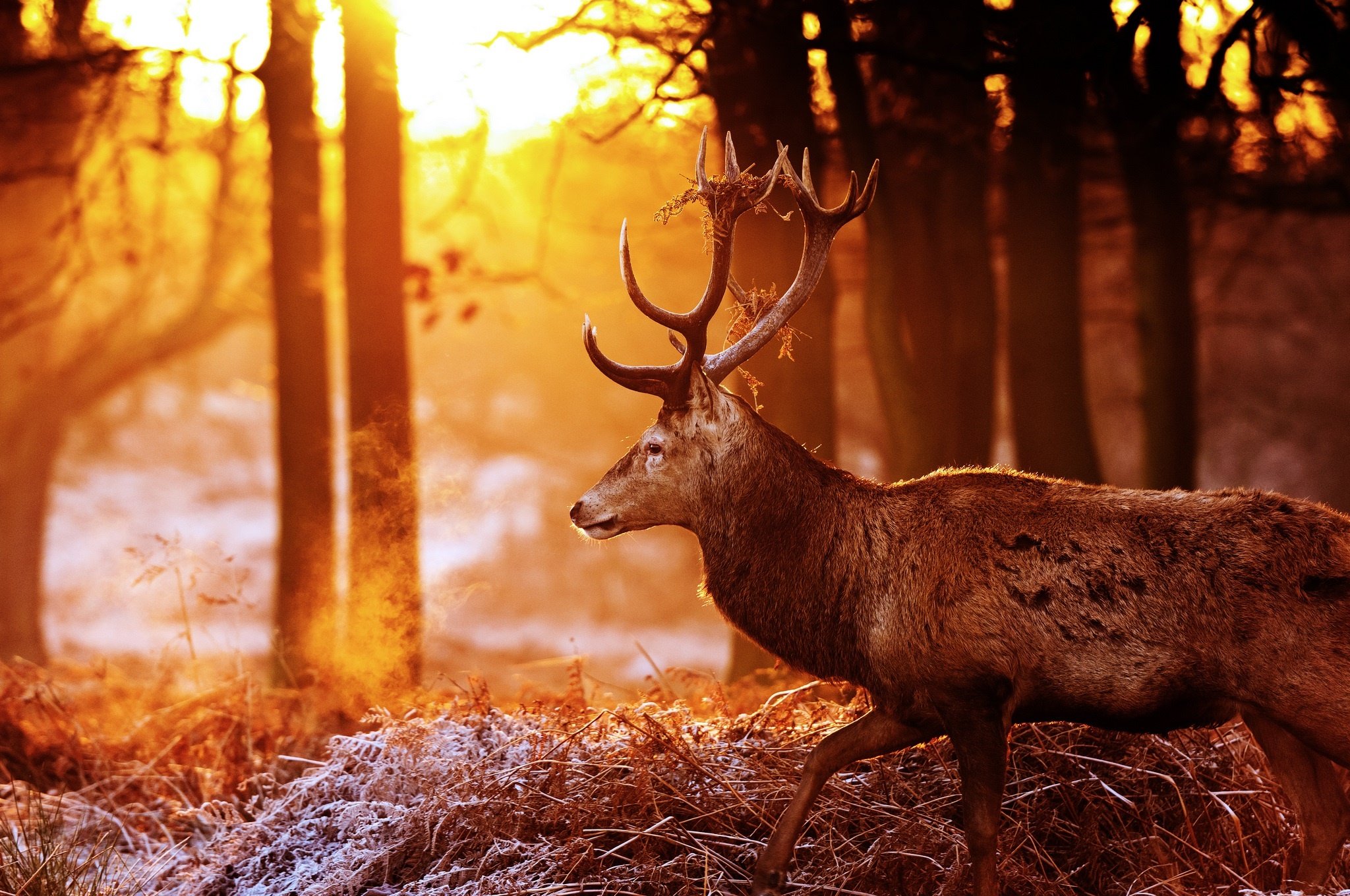 deer, Antlers, Profile, Forest, Autumn, Sun, Light, Glare, Frost Wallpaper