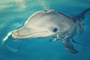 dolphin, Animals, Sea, Creature, Water, Ocean