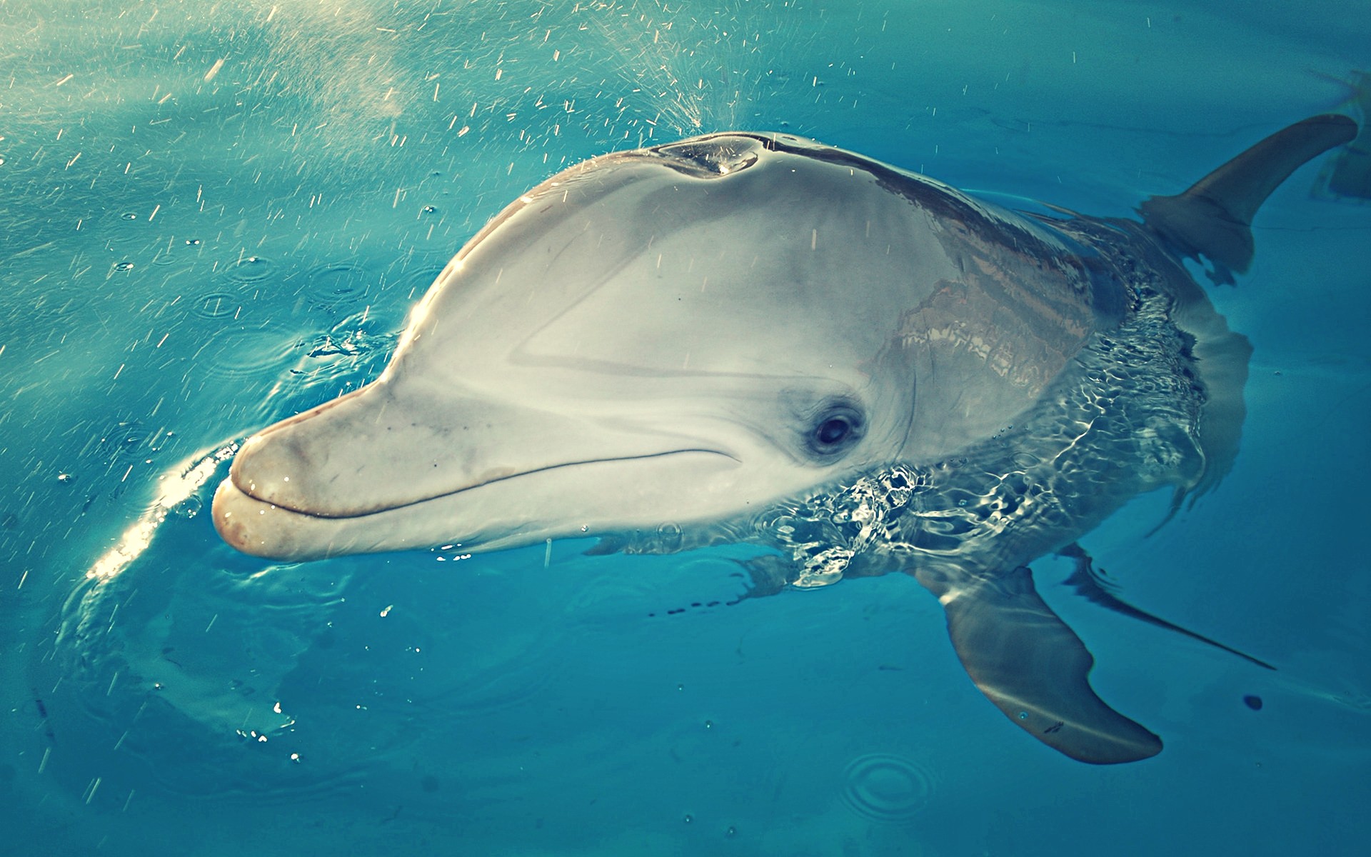 dolphin, Animals, Sea, Creature, Water, Ocean Wallpaper