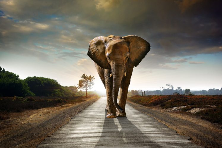 elephant, Roads, Sunrise, And, Sunset, Animals, Nature HD Wallpaper Desktop Background
