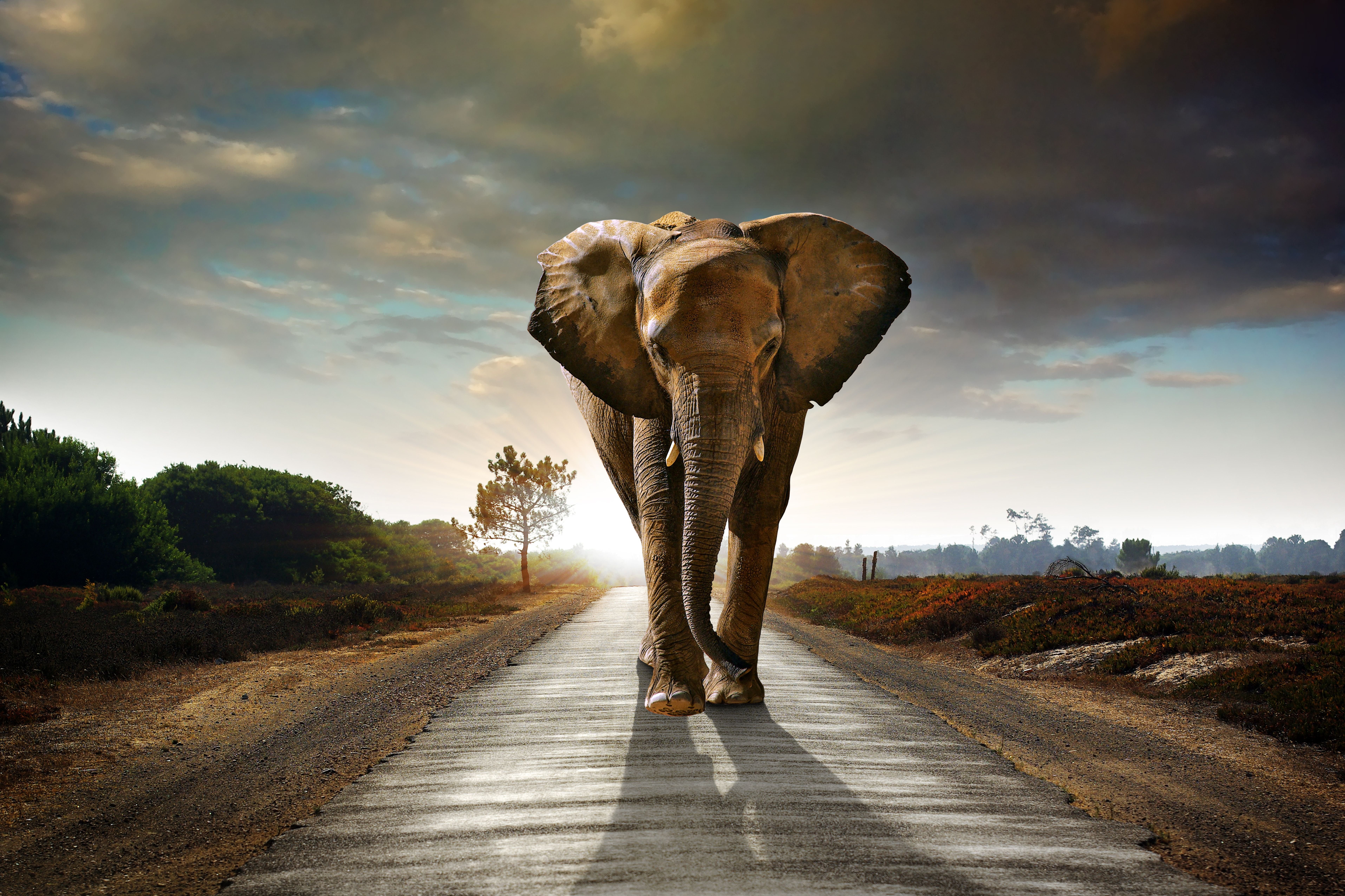 elephant, Roads, Sunrise, And, Sunset, Animals, Nature Wallpaper