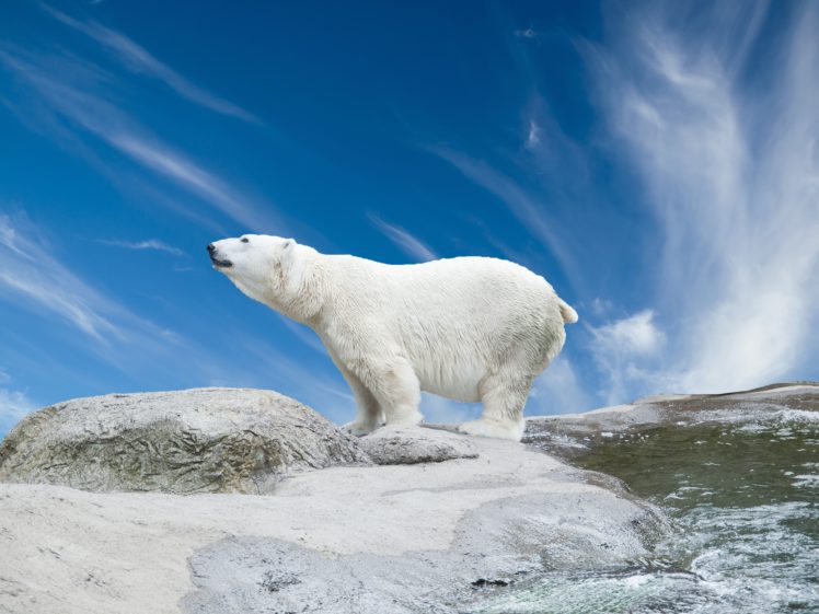 polar, Bear, Sky, Animals, Nature HD Wallpaper Desktop Background