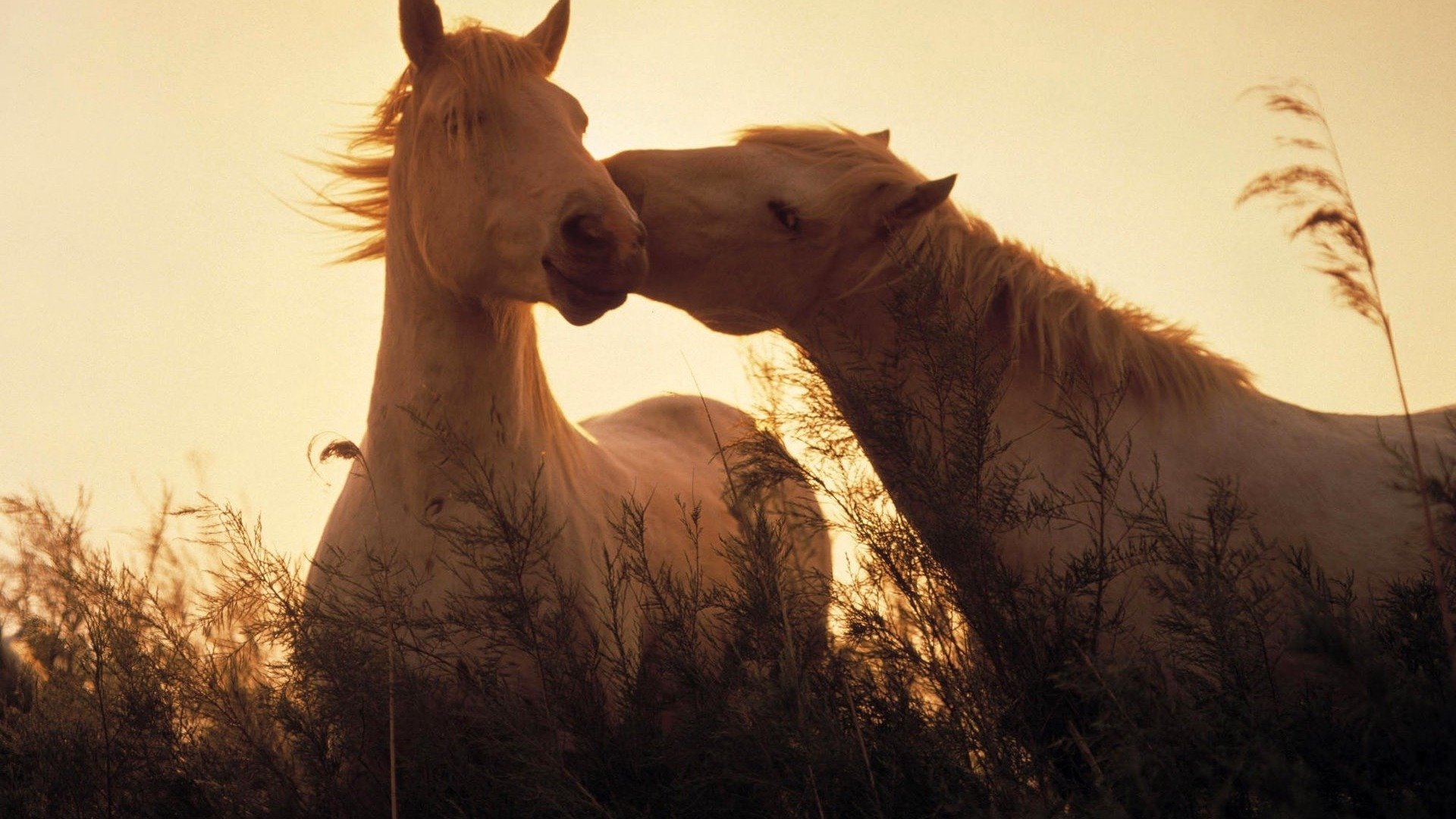 animals, Horses, Beautiful, Light, Grass, Animals, Horses, Light, Grass Wallpaper