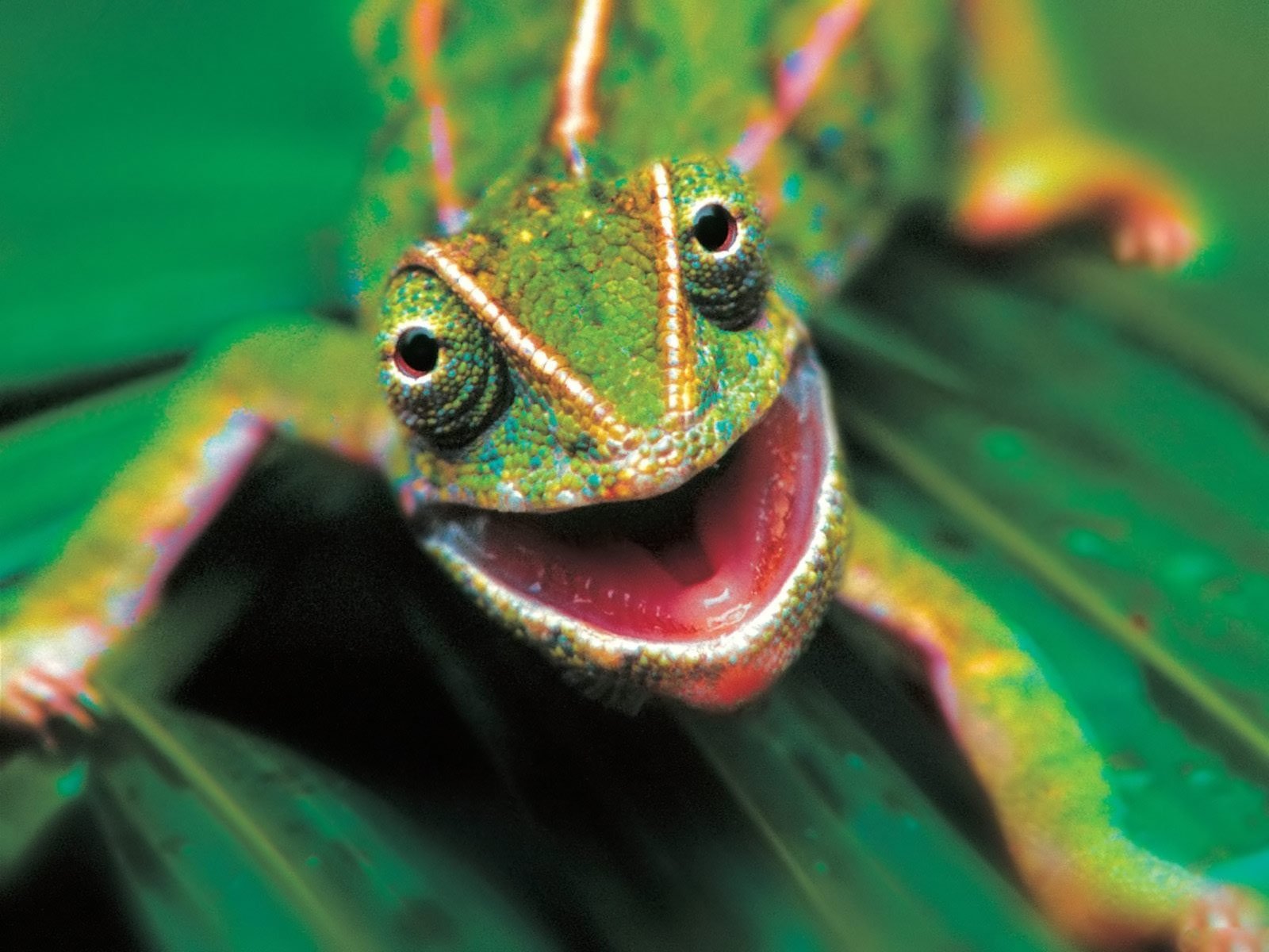 chameleon Wallpaper