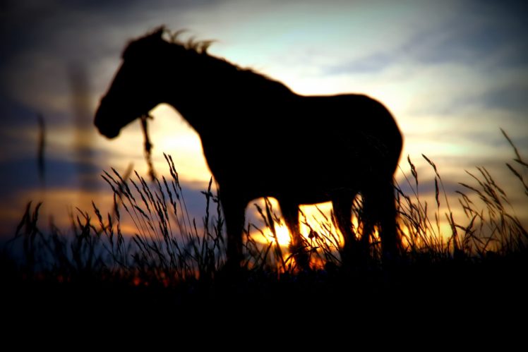 silhouette, Horse, Sun, Degradation, Sunset HD Wallpaper Desktop Background