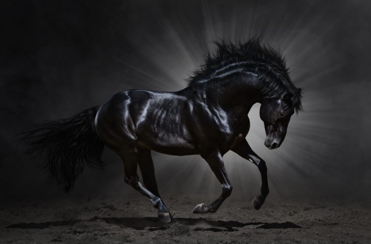 griva, Animal, Horse, Horse, Dark, Black, Beautiful, Amazing HD Wallpaper Desktop Background