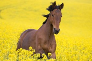 horse, Yellow, Field, Horse, Flowers, Beautiful