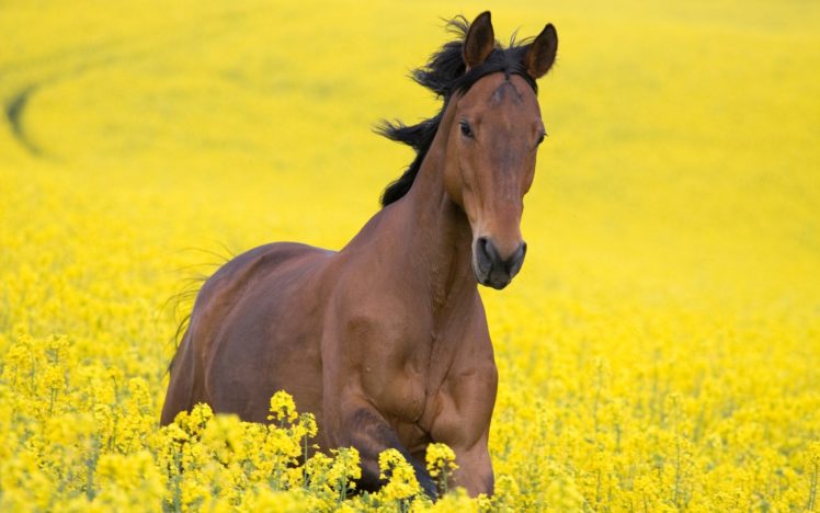 horse, Yellow, Field, Horse, Flowers, Beautiful HD Wallpaper Desktop Background