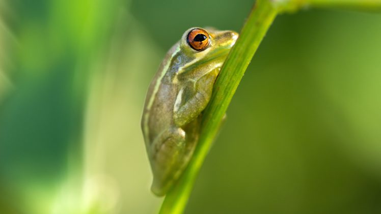 frog, Animal, Amphibian, Macro HD Wallpaper Desktop Background