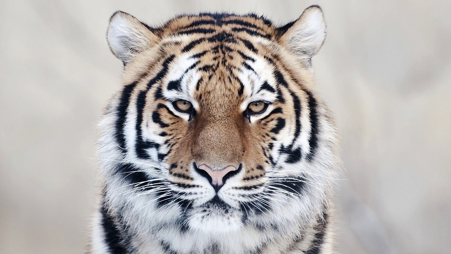 tiger Wallpaper