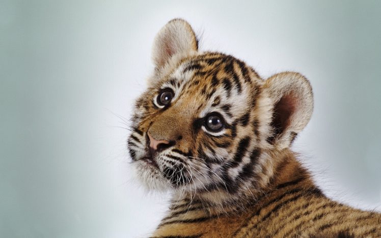 cute, Tiger HD Wallpaper Desktop Background