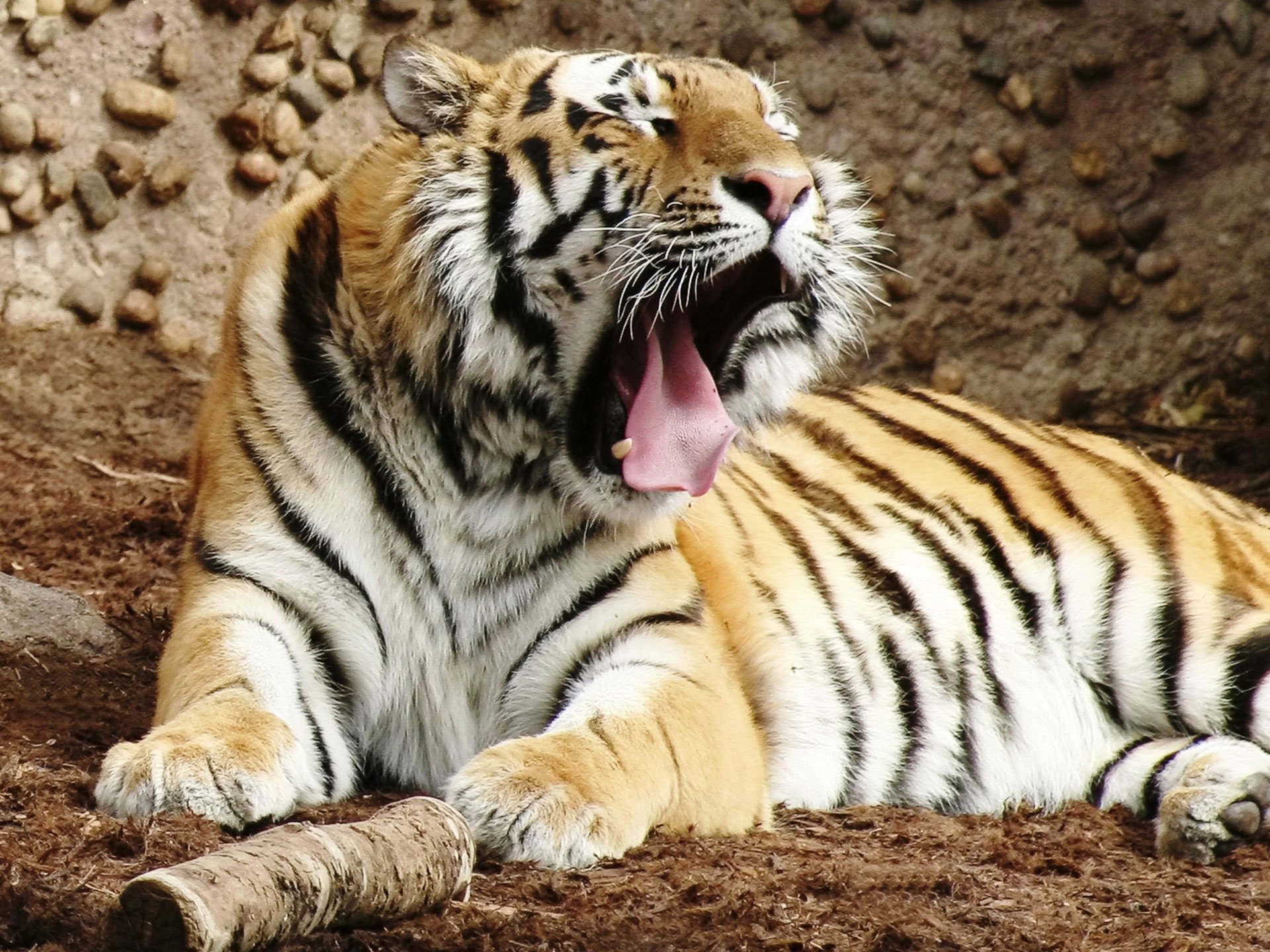 tiger Wallpaper
