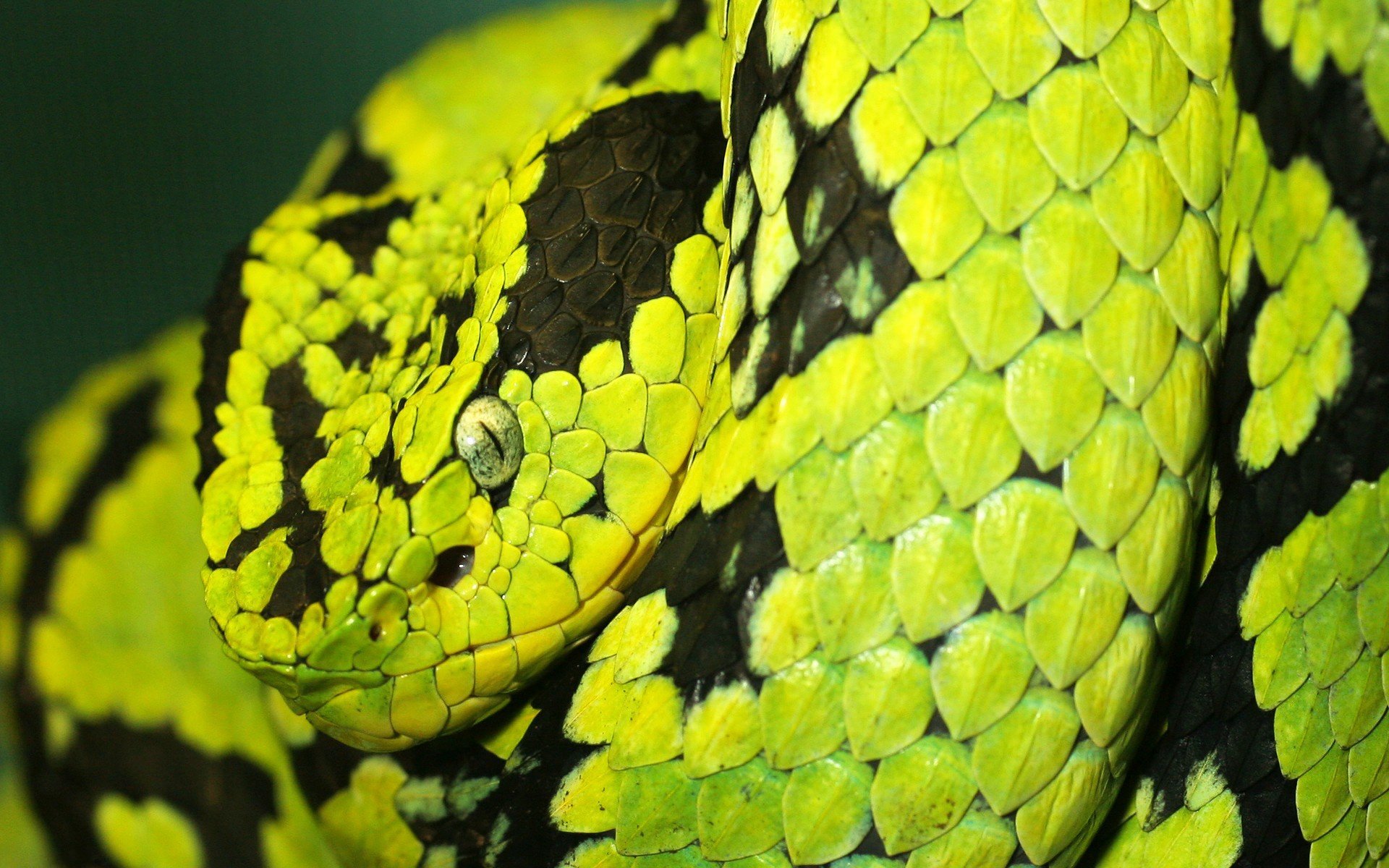 deadly, Snake Wallpaper