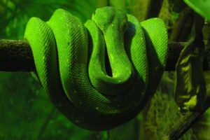 green, Snake