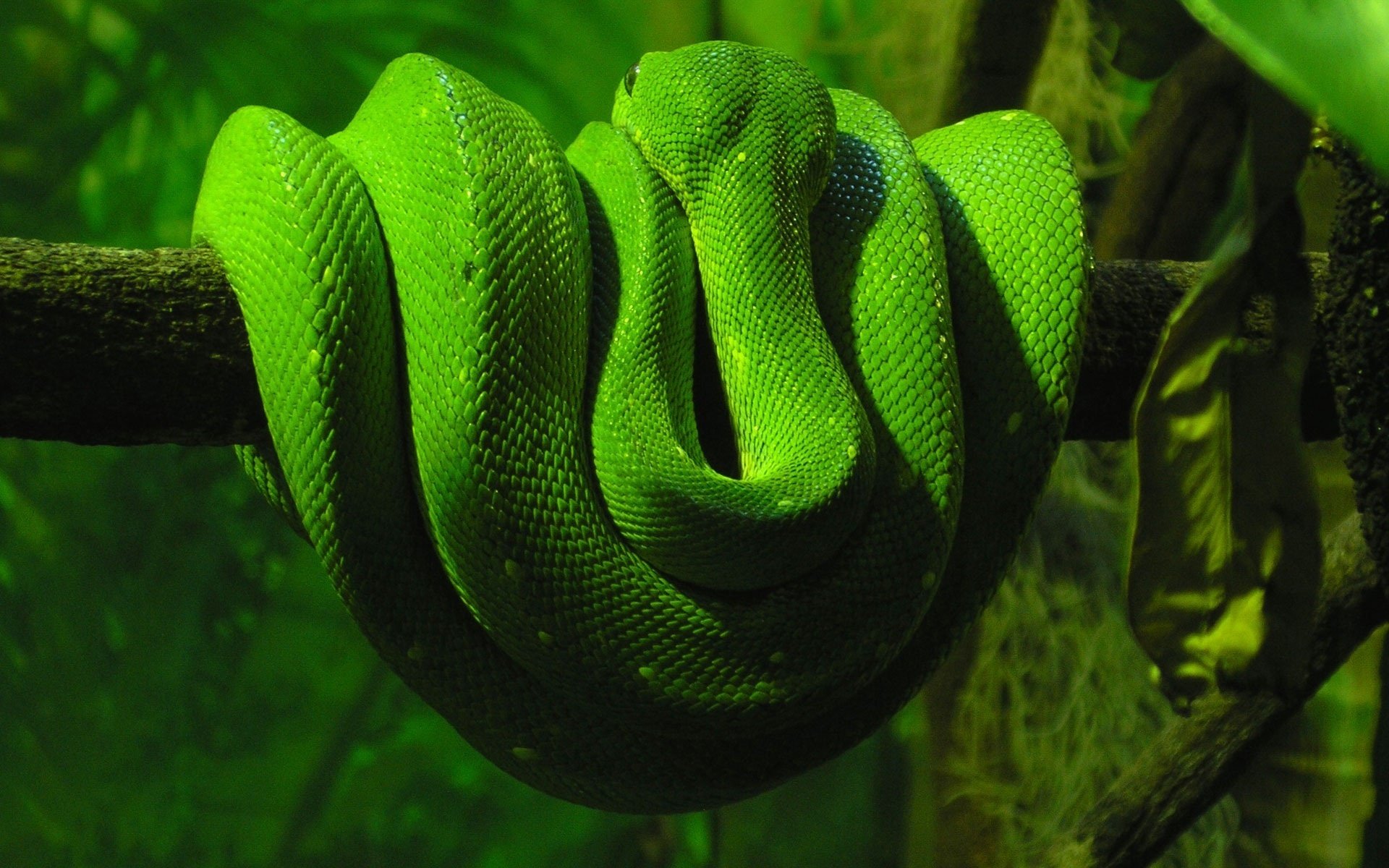 green, Snake Wallpaper