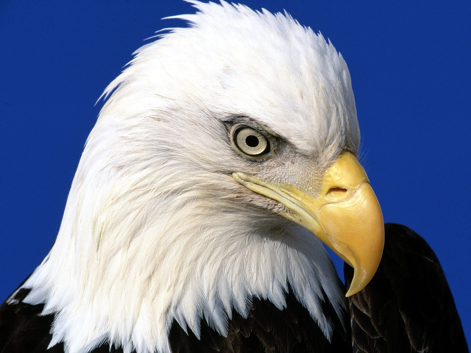 noble, Lead, Bald, Eagle Wallpaper