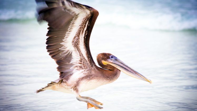 pelican, Water, Bird HD Wallpaper Desktop Background