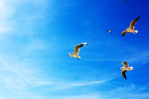 seagulls, In, Flight