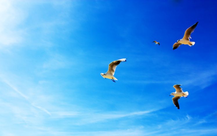 seagulls, In, Flight HD Wallpaper Desktop Background