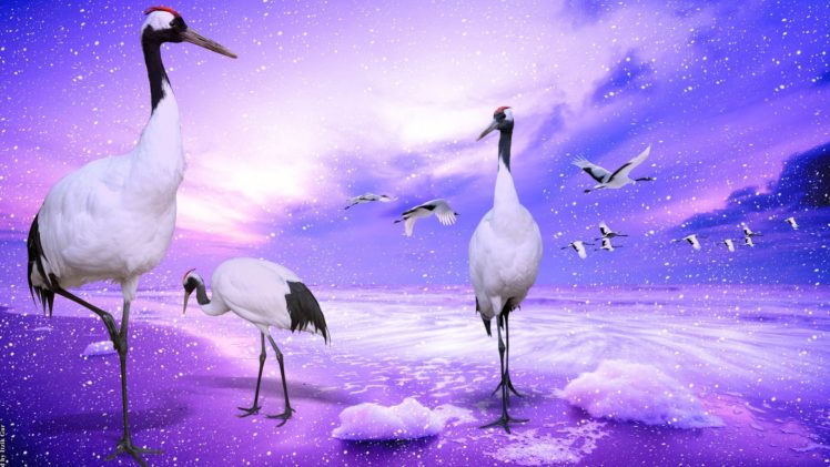 crowned, Cranes, Japan HD Wallpaper Desktop Background
