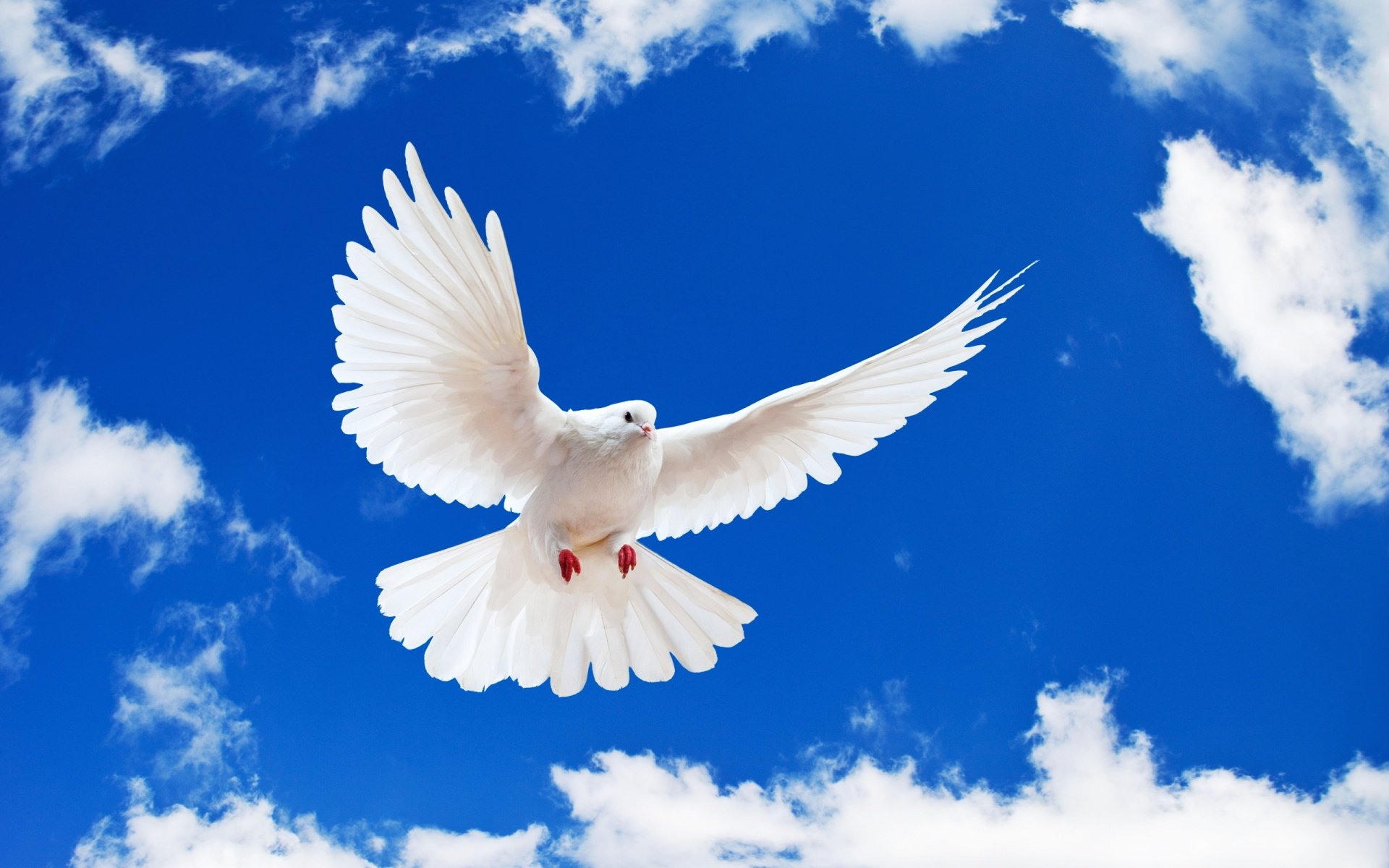 white, Dove Wallpaper