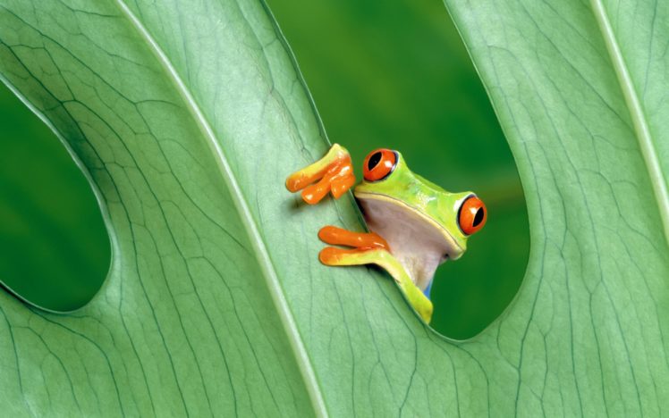 cute, Little, Frog HD Wallpaper Desktop Background